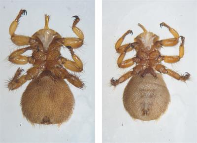 First determination of DNA virus and some additional bacteria from Melophagus ovinus (sheep ked) in Tibet, China